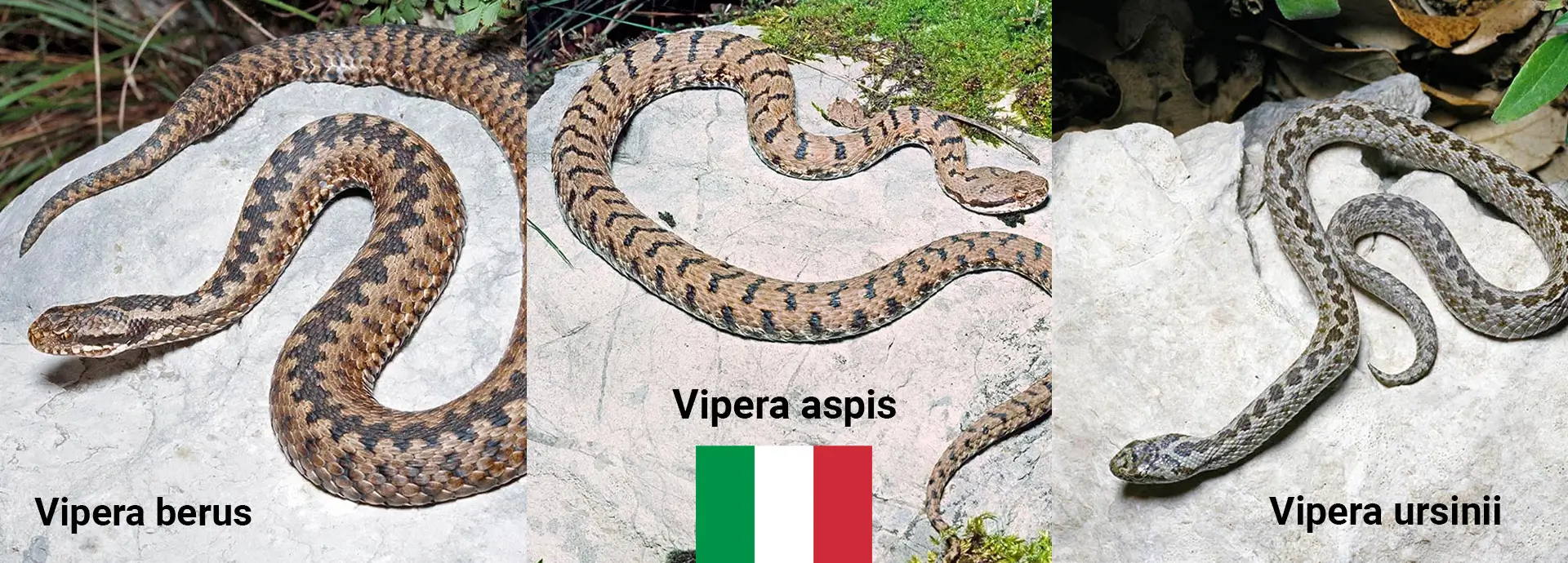 Venomous / poisonous snakes of Italy. Vipera berus, Vipera aspis, Vipera ursinii are the Italian snakes to avoid.