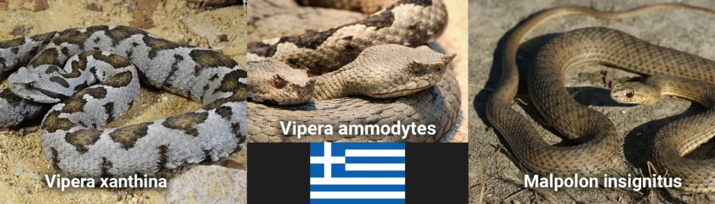 ギリシャの毒ヘビ ギリシャでは、Vipera xanthina、Vipera ammodytes、Malpolon insignitusが避けるべきヘビです。