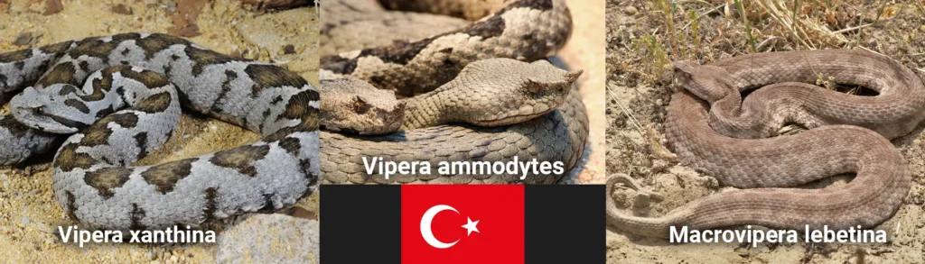 Отровни змии в Турция. Vipera xanmthina, vipera ammodytes, macrovipera lebetina са някои от змиите, които трябва да избягвате, докато сте в Турция.